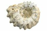 1 1/2" Tractor Ammonite (Douvilleiceras) Fossils - Photo 3